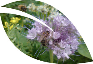 Bees collecting nectar