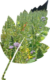 Phacelia growing amongst Quinoa