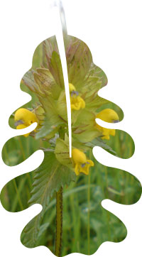 Yellow rattle